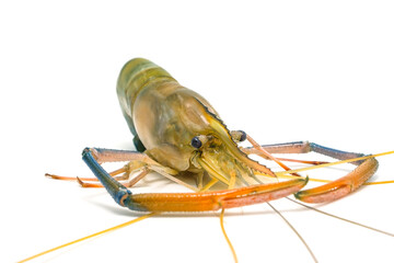 Fresh river prawns isolated on white background. Big freshwater prawns. River prawns for cooking.