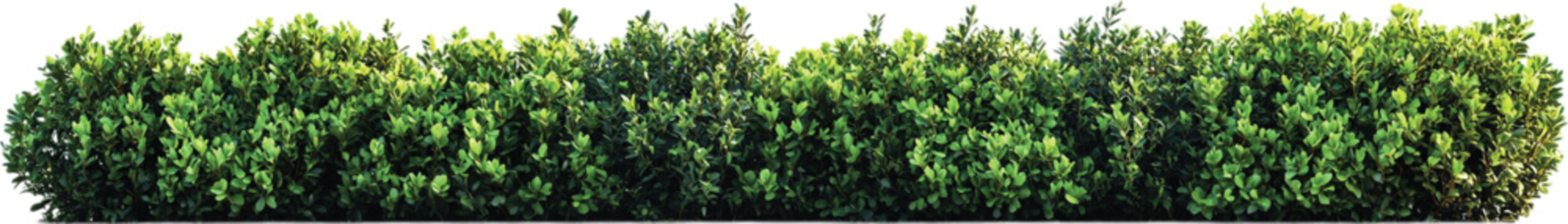 Lush Green Hedge Border PNG &ndash; Realistic Green Bushes Transparent Background