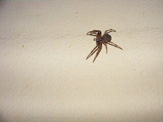 Spider in the garden outside of the house on the wall in Hungary