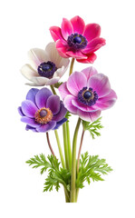 A Vibrant Bouquet of Anemone Flowers in Various Colors and Styles