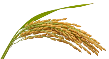 Ripe Golden Rice Ear with Green Leaf Isolated grain