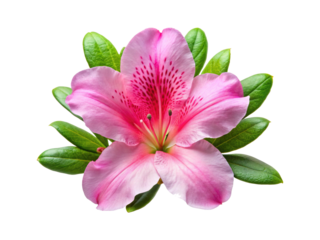 Close up of a beautiful pink azalea flower with green leaves