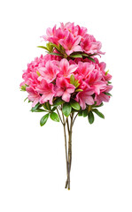 Elegant Azalea Tree Blossoming in Vibrant Pink and Green on White Background