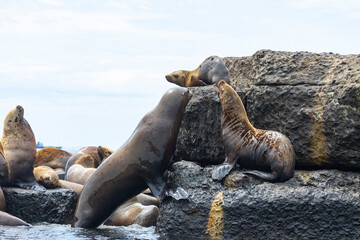 Fototapeta premium Steller sea lion's rookery. Nevelsk, Sahalinskaya Oblast, Russia