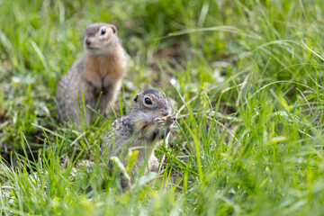 Speckled ground squirrel animal standing in the grass close up