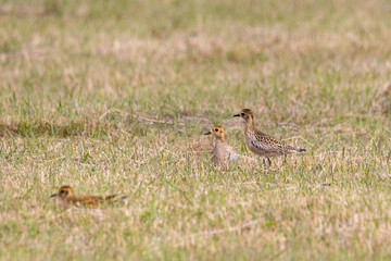 A close-up of a flock of Pacific golden plover
