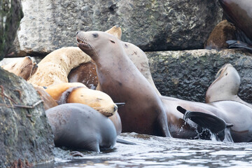 Steller sea lion's rookery. Nevelsk, Sahalinskaya Oblast, Russia