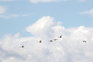 A flock of swans flies over the river