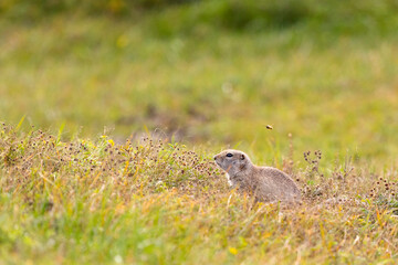 Gopher stands in the grass on a summer day