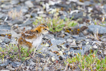 A close-up of a sandpiper chick on the grass