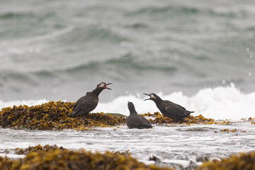 Fototapeta premium Spectacular guillemot or sooty guillemot (Cepphus carbo) bird perched on the ocean shore
