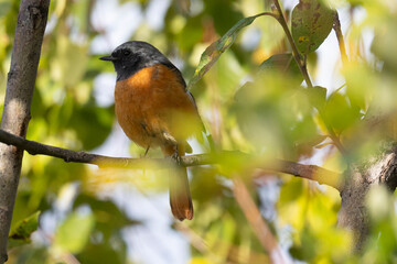 A close-up of a male Daurian redstart