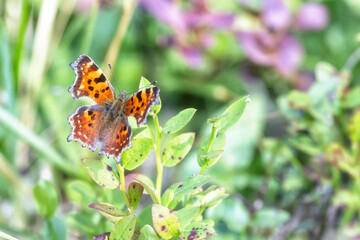butterfly sits on a flower in the sunny summer day