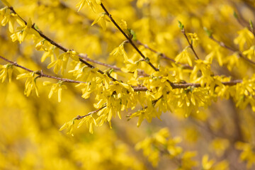 Closeup of forsythias flowers in full bloom
