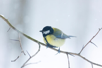 Great tit sits on a birch branch