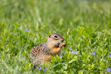 Speckled ground squirrel animal standing in the grass close up