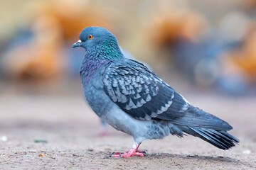 A close-up of a rock dove against a bright background