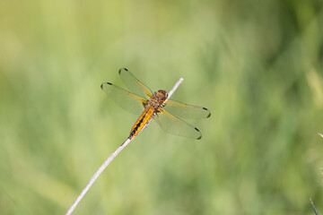 Dragonfly sits on dry grass on a green background close up