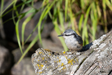 A nuthatch  sitting on a stump, close-up