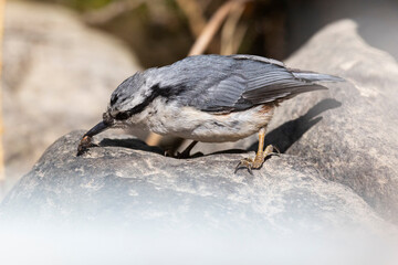 A nuthatch  sitting on a stump, close-up