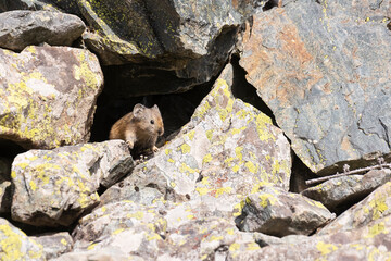 A pika sits on a large rock. Close-up. Altai