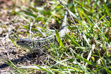 small green lizard in the grass