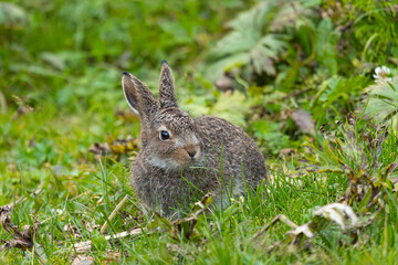 A small mountain hare sits in the grass
