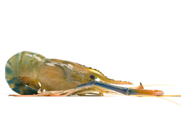 Fresh river prawns isolated on white background. Big freshwater prawns. River prawns for cooking.