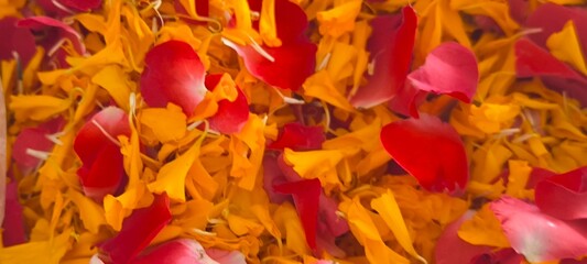 Red and yellow flower petals for background