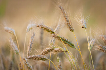 Close-up of ripe triticale grain ears in field