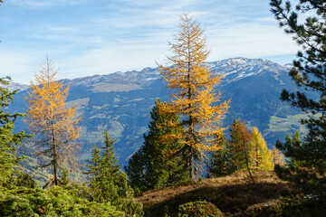 Blick ins Tal mit einem herbstlichen Lärchenbaum im Vordergrund