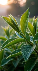 Close up of vibrant green leaves with morning dew and delicate spiderwebs