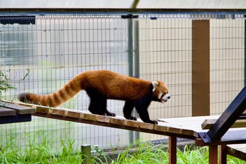 かわいいレッサーパンダ