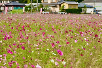 綺麗なコスモス畑