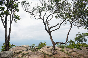 Steep rocky cliff overlooks a vast green forested valley below.