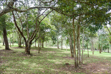 A grove of tall trees stands in a grassy park.