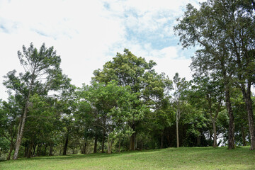 A grove of tall trees stands in a grassy park.