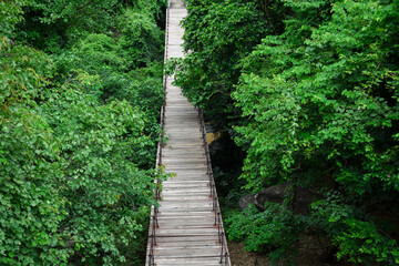 A long, wooden bridge spans a dense, green jungle canopy.