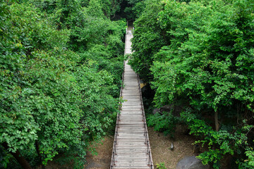 Obraz premium A long, wooden bridge spans a dense, green jungle canopy.