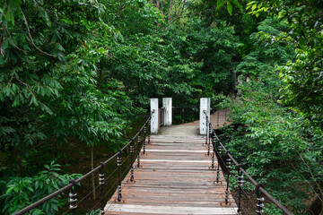 A wooden suspension bridge leads into a thick, green forest.