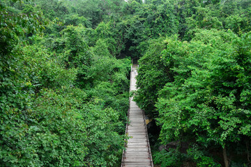 A long, wooden bridge spans a dense, green jungle canopy.