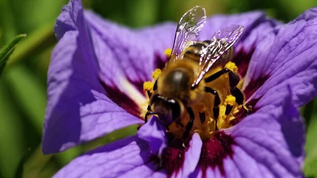 Close-up video shot of a bee on a vibrant purple flower, capturing intricate details and textures from a macro angle, highlighting nature's beauty.
