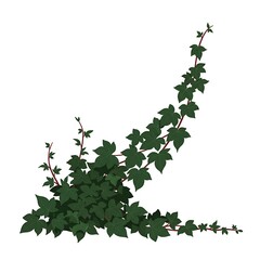 Lush Green Ivy Corner Border on White Background Vector