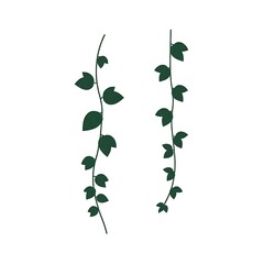 Minimalist Trailing Ivy Vine Illustration Set on White