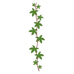 Vertical Green Vine with Lobed Leaves Vector Illustration Isolated on White