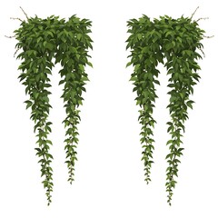 Symmetrical Cascading Green Foliage and Vines Borders Isolated Illustration