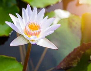 Beautiful lotus flower with a green leaf in the pond. A lotus water lily blooming on the water, magical spring,summer dreamy background