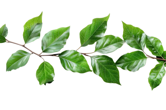 Lush green leaves on a branch create a natural border against a stark for design elements on transparent background