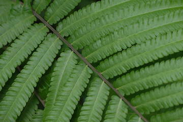 Closed up Fern green leaf beautiful pattern from nature background
