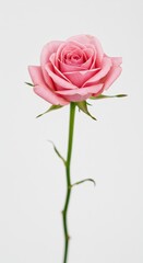 Fototapeta premium A delicate single pink rose blossom isolated and centered on a pristine white background. Elegant bloom perfect for concepts ,nature ,white ,bloom